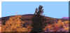 Folage and blue sky.jpg (44442 bytes)